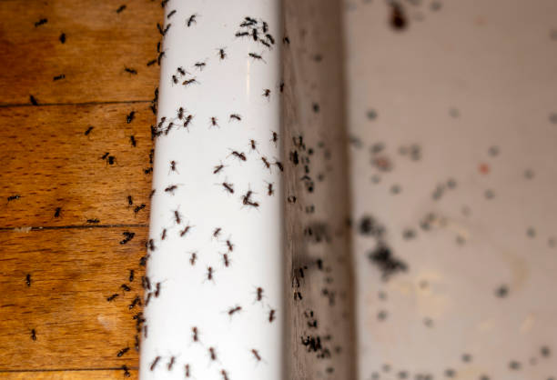 Best Flea Control Services  in Folsom, NJ